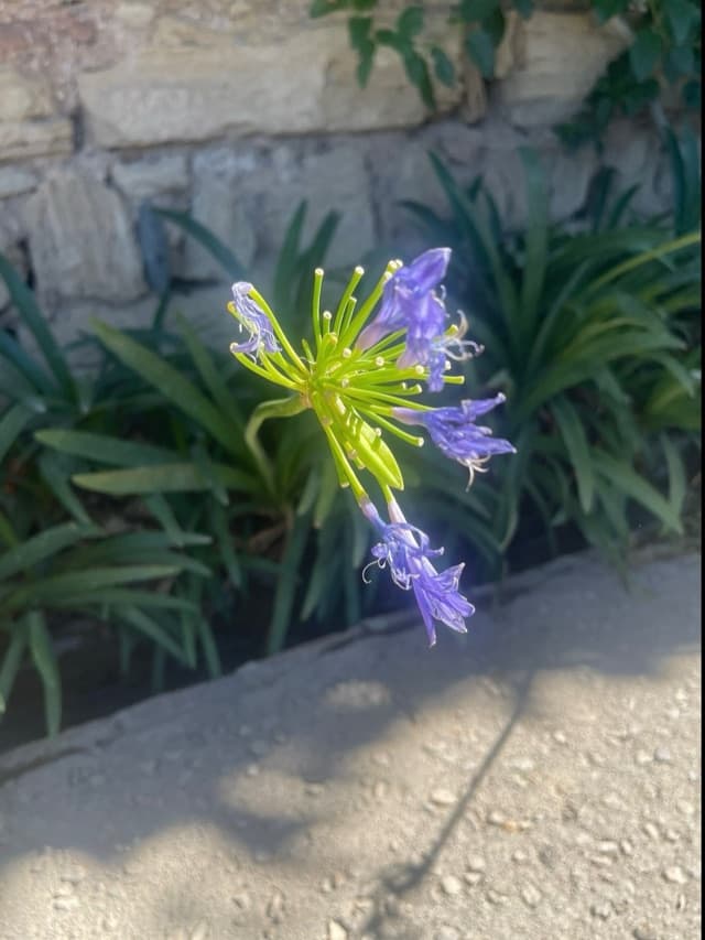 Agapanthus, the African lily