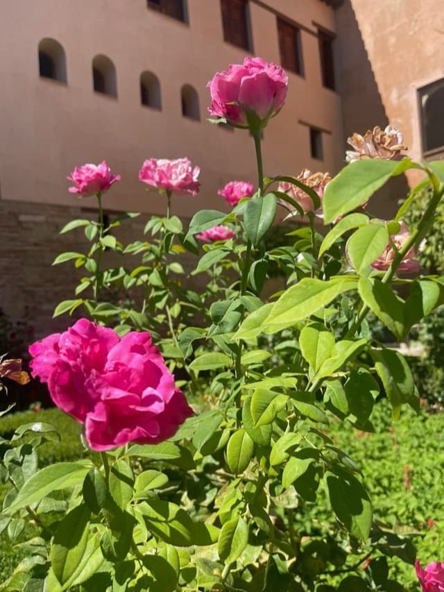 Garden roses
