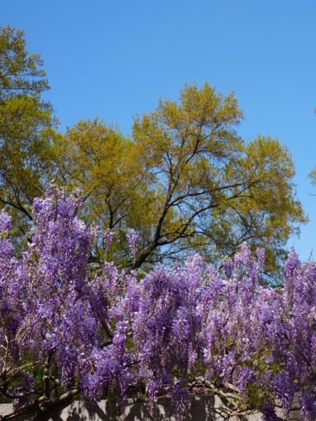 Wisteria